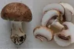 Comment préparer des champignons frais